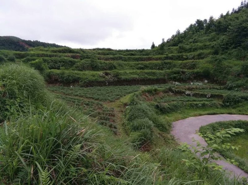 螺丝青线，辣天下21号，美味口感好，选货批发