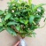 夜来香花苗盆栽庭院阳台四季开花绿植花卉净化空气驱蚊香