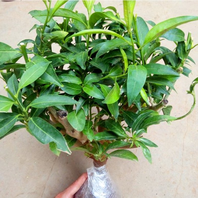 夜来香花苗盆栽庭院阳台四季开花绿植花卉净化空气驱蚊香
