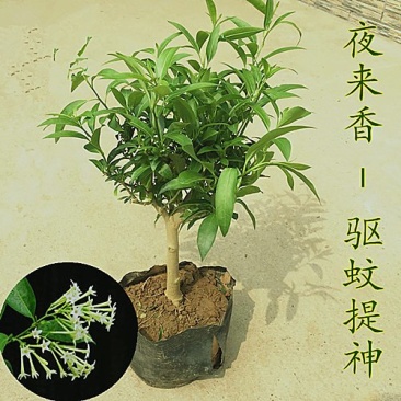 夜来香花苗盆栽庭院阳台四季开花绿植花卉净化空气驱蚊香