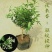 夜来香花苗盆栽庭院阳台四季开花绿植花卉净化空气驱蚊香
