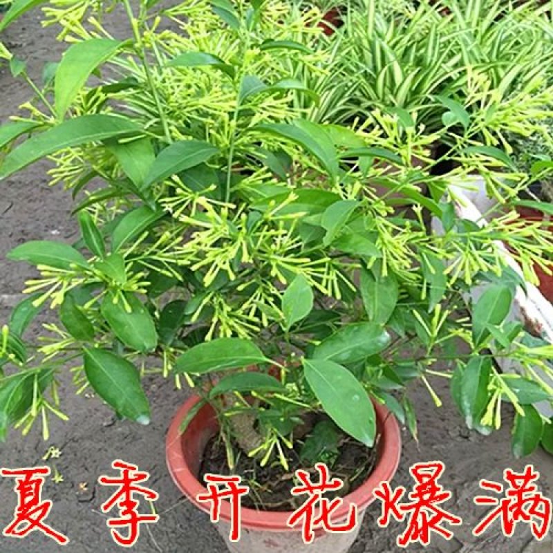 夜来香花苗盆栽庭院阳台四季开花绿植花卉净化空气驱蚊香
