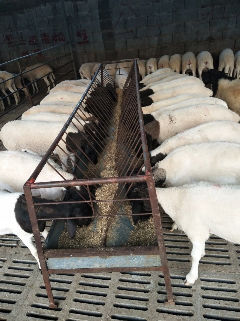 杜泊种公羊女人每天跟羊待在一起满身都是羊粪味
