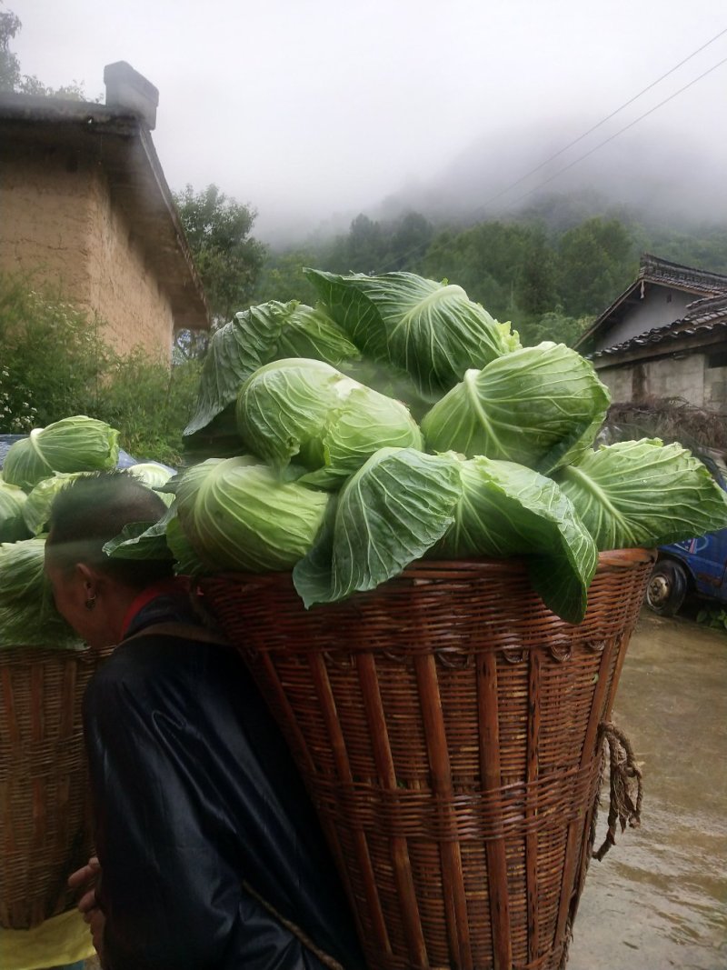 莲花白甘蓝。