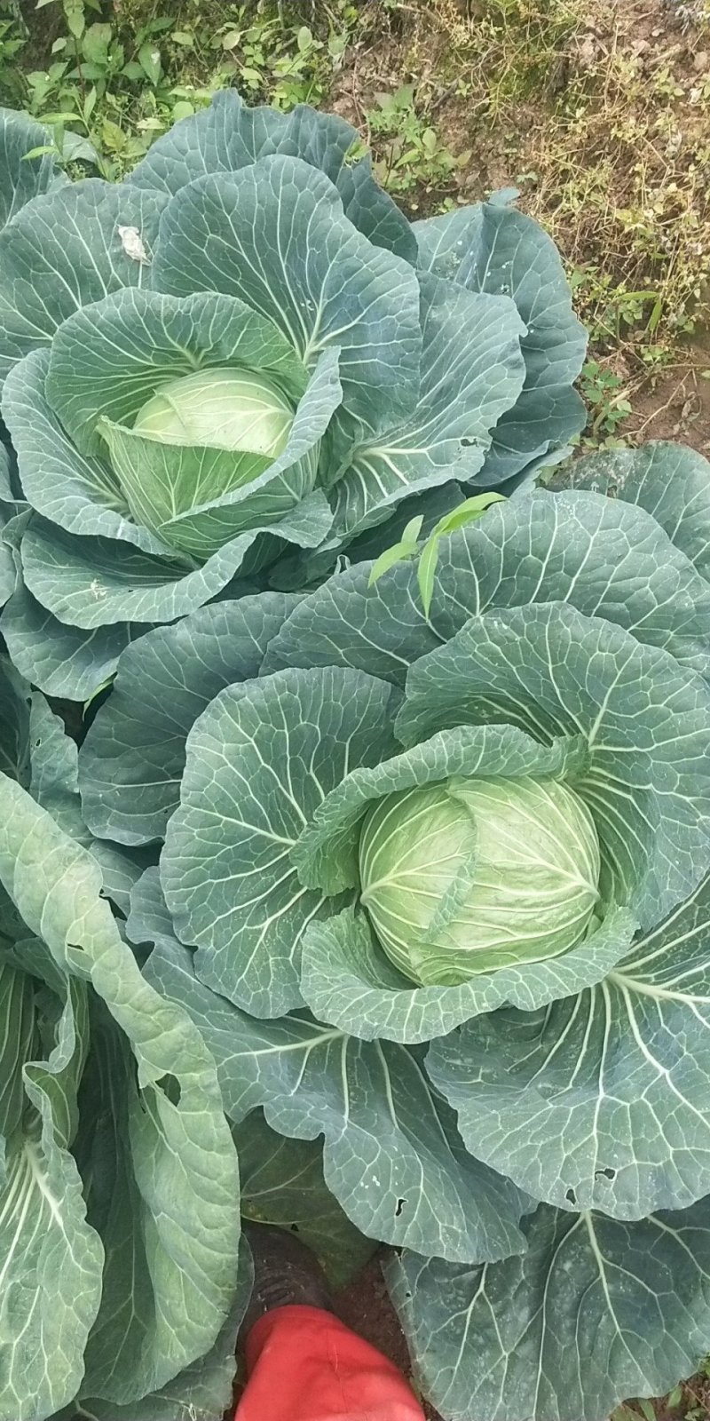 莲花白甘蓝。