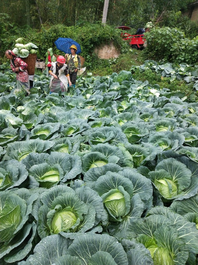莲花白甘蓝。