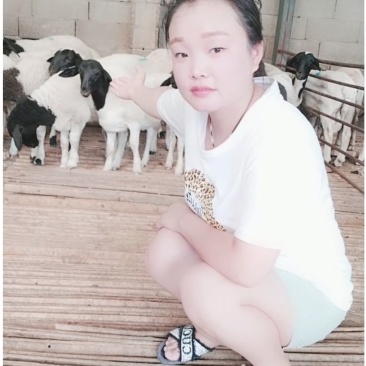 活畜每天与羊为伍所有人都不理解我杜泊羊
