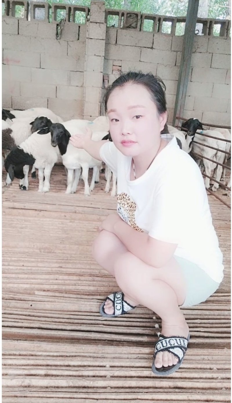活畜每天与羊为伍所有人都不理解我杜泊羊
