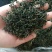 2019年蒲公英新茶二茬货