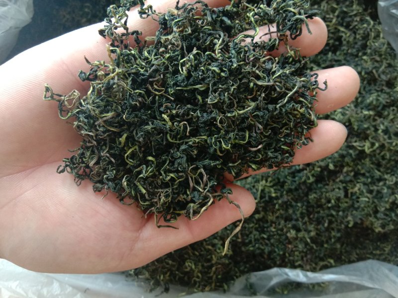2019年蒲公英新茶二茬货