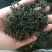 2019年蒲公英新茶二茬货