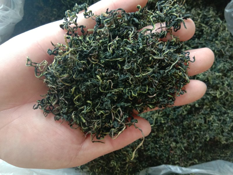 2019年蒲公英新茶二茬货