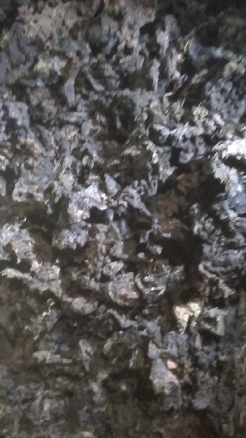地皮菜雷公菜地木耳过筛货常年有货质量可靠信誉第一