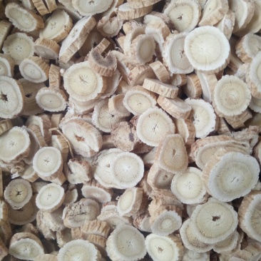 甘肃地产优质纯棉黄芪圆片大量供应，有需要的可联系