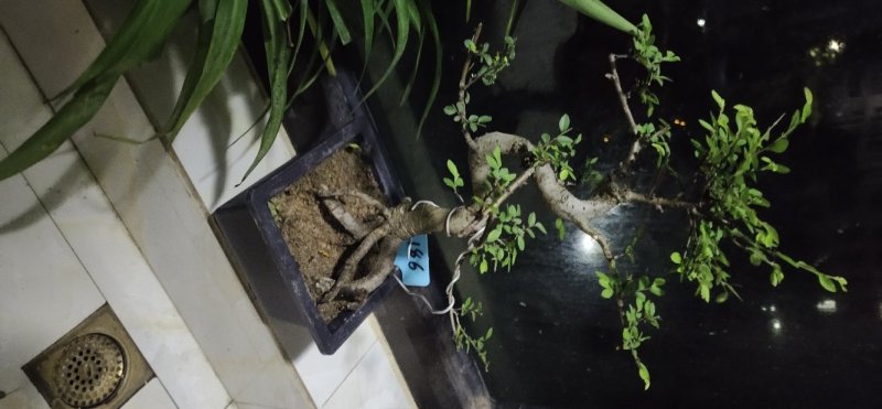 造型榆树精品提根榆树大提根造型盆景