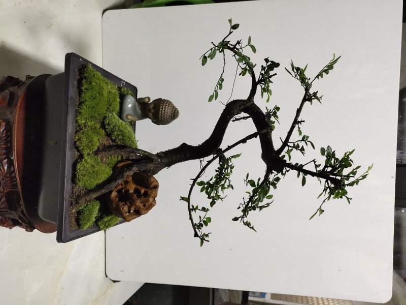 造型榆树精品提根榆树大提根造型盆景