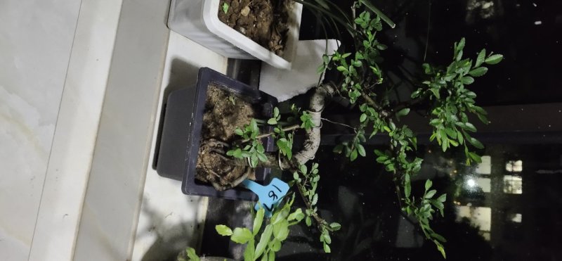 造型榆树精品提根榆树大提根造型盆景