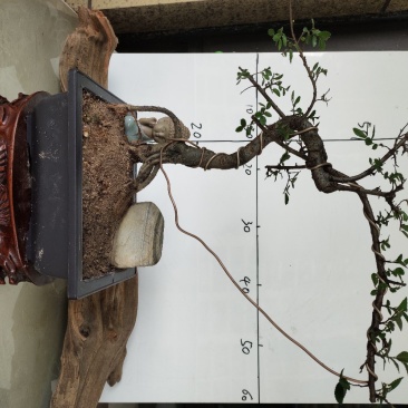 造型榆树精品提根榆树大提根造型盆景