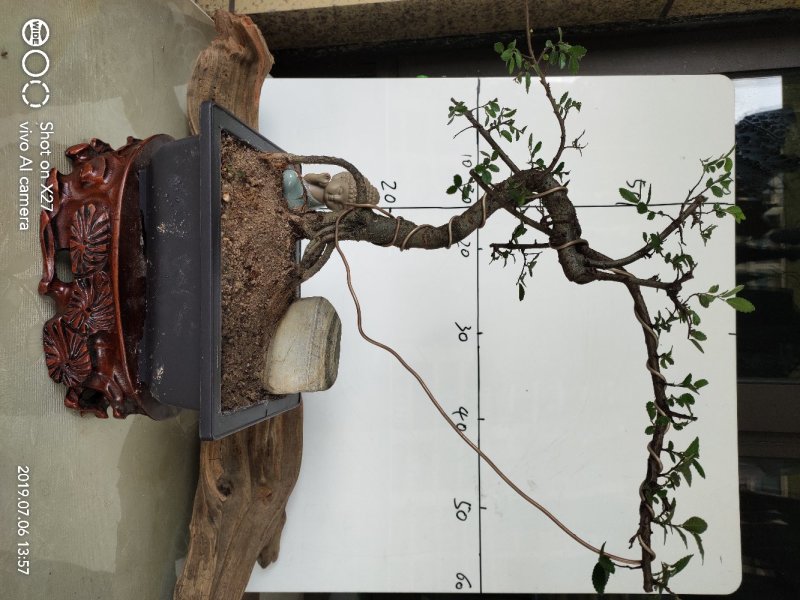造型榆树精品提根榆树大提根造型盆景