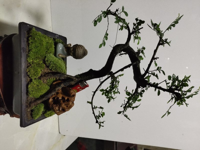 造型榆树精品提根榆树大提根造型盆景
