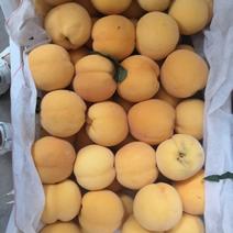 黄桃山东优质黄桃，蜜桃，毛桃！产地直发，货源充足！