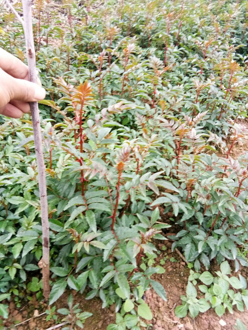 花椒苗，根系发达长势良好，成活高。有上千年载培历史
