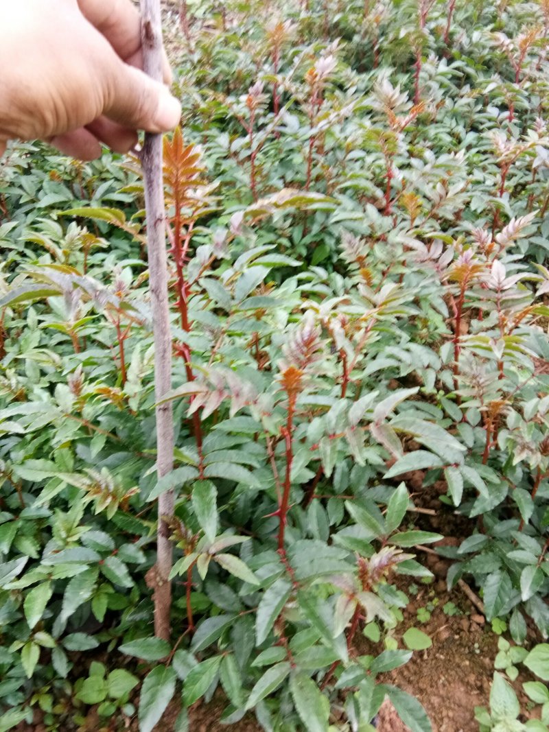 花椒苗，根系发达长势良好，成活高。有上千年载培历史