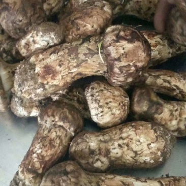 食用菌