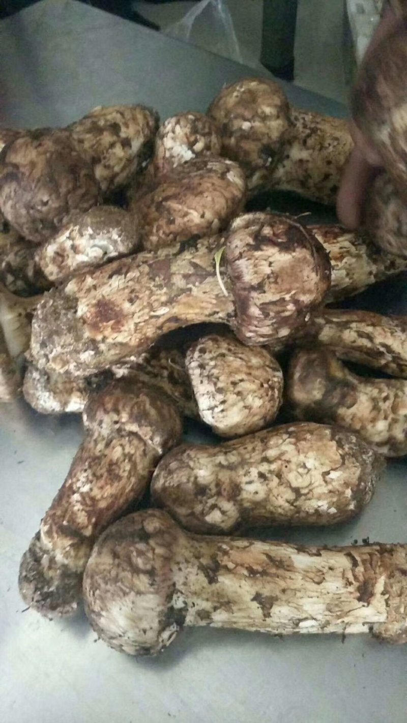食用菌