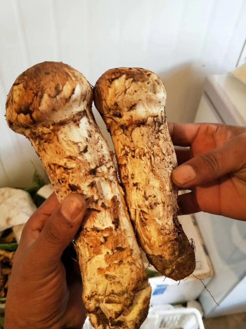 食用菌