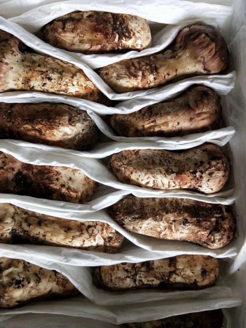 食用菌