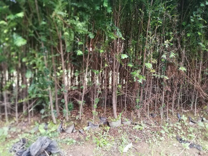 云南红豆杉苗（无纺布袋）