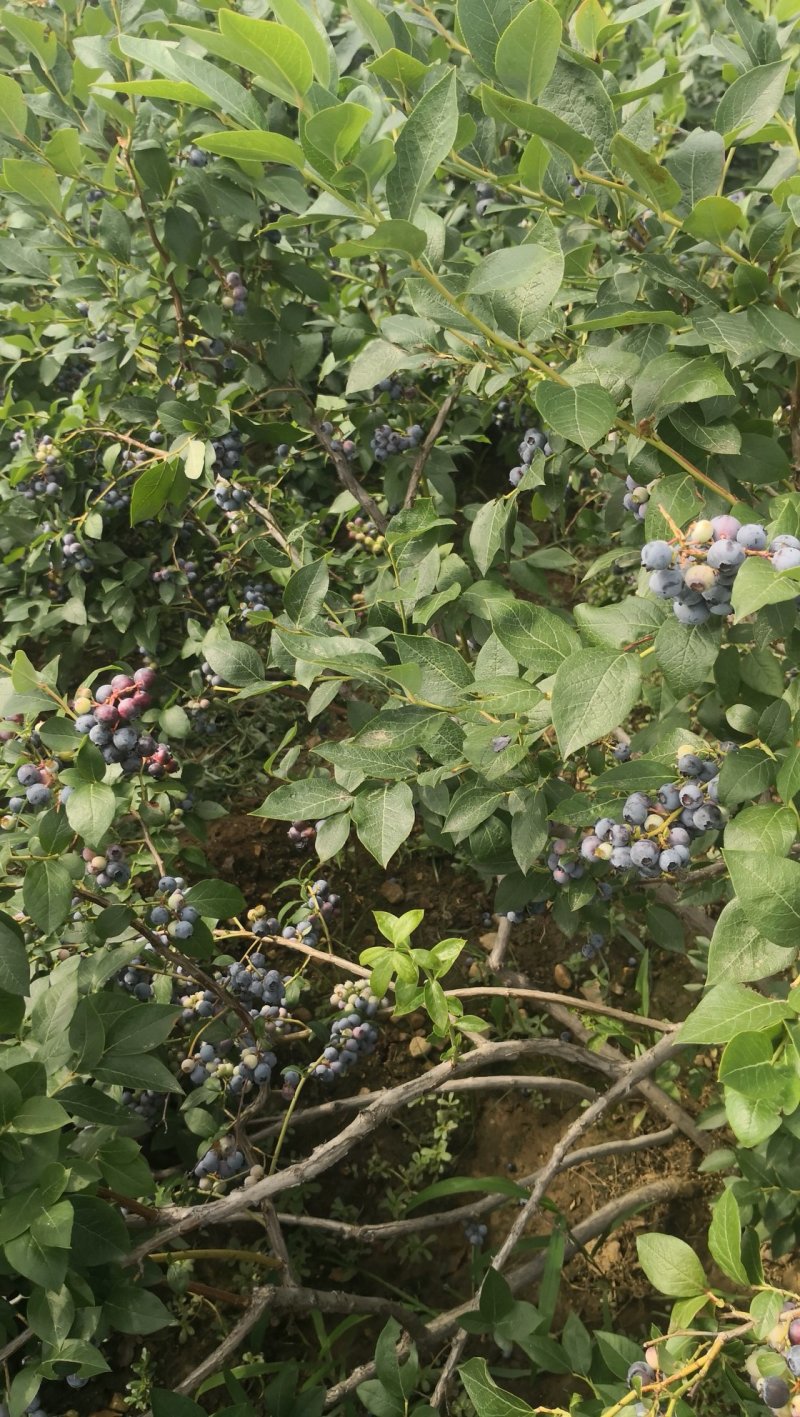 蓝莓苗2年以上脱毒组培蓝莓苗适合南北方种植的蓝莓苗，