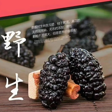 新疆吐鲁番野生桑葚干