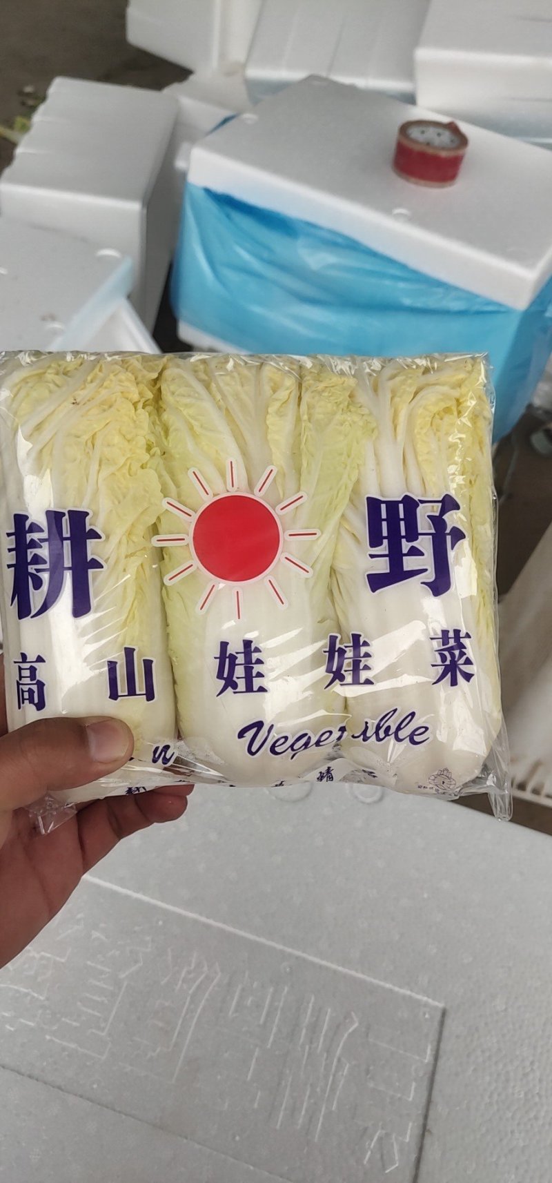 精品娃娃菜，纯黄，万亩基地直发！欢迎合作