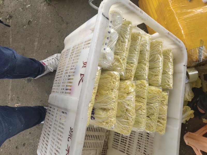 精品娃娃菜，纯黄，万亩基地直发！欢迎合作