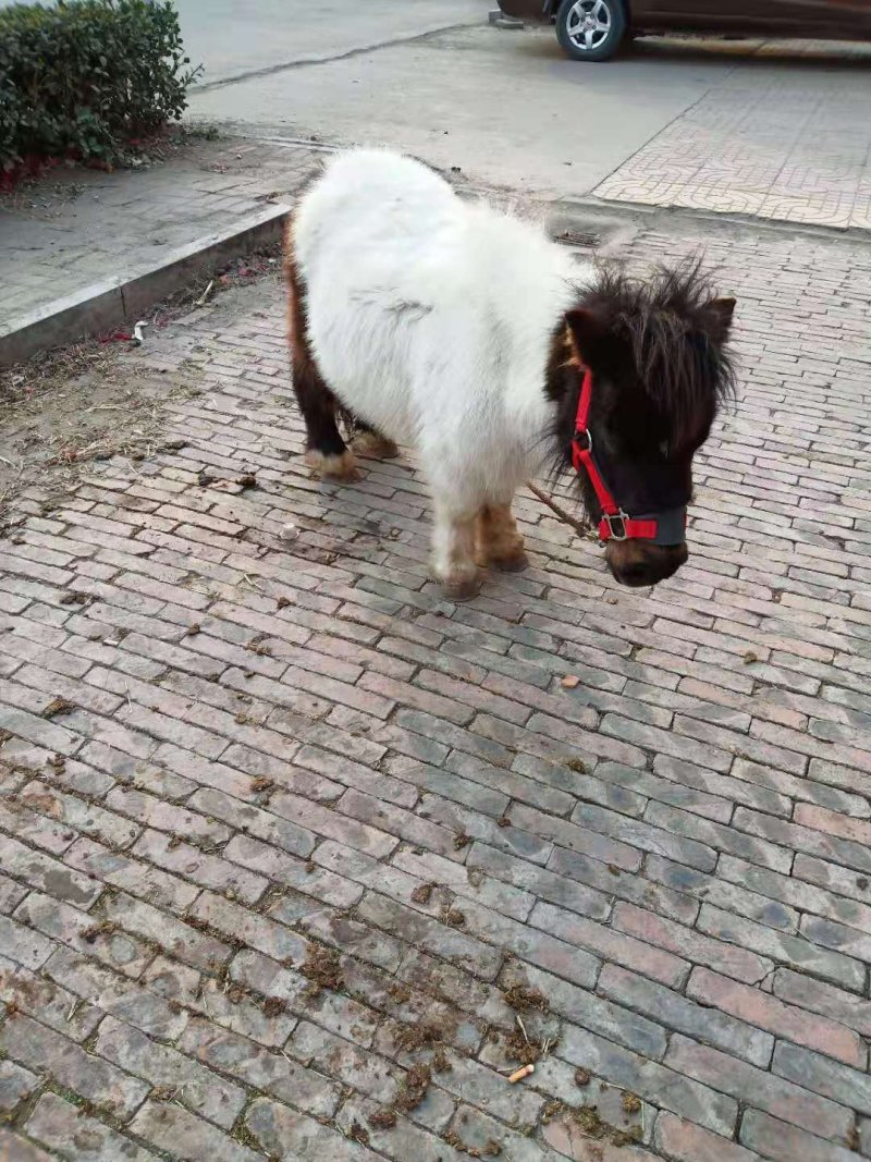 各种颜色矮马