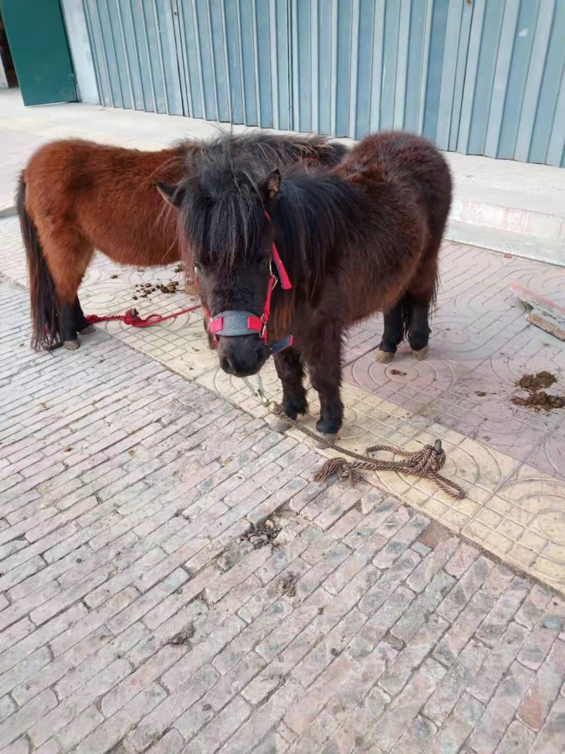 各种颜色矮马