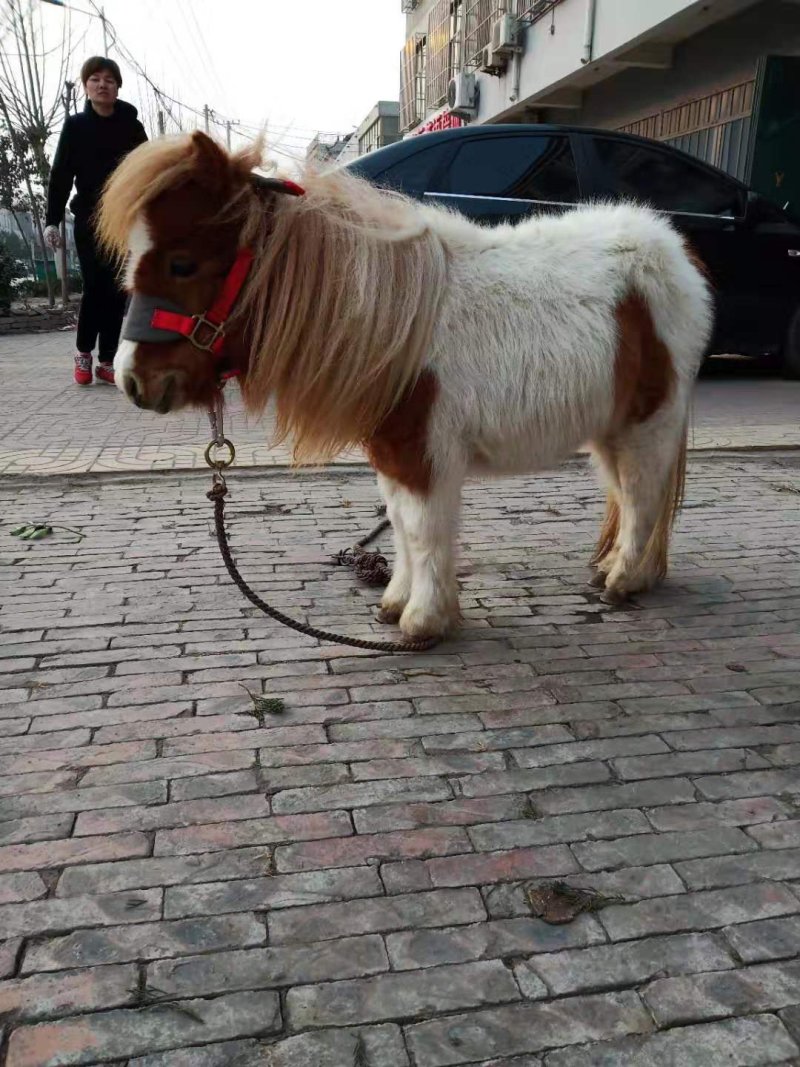 各种颜色矮马
