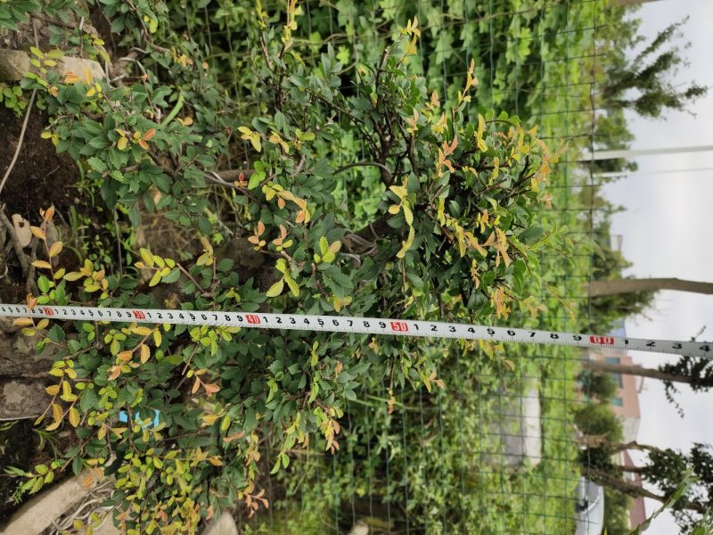 造型榆树老桩盆景