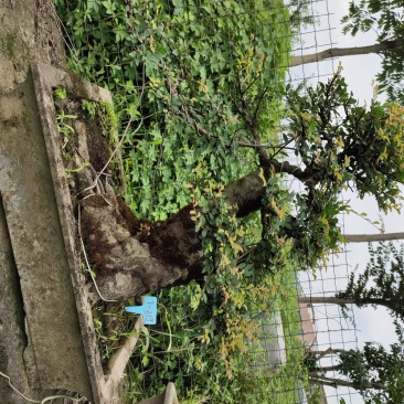 造型榆树老桩盆景