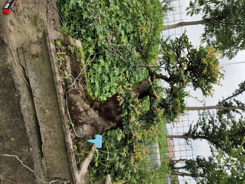 造型榆树老桩盆景