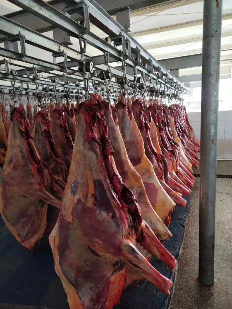 自产自销蒙古国马肉，精品马肉