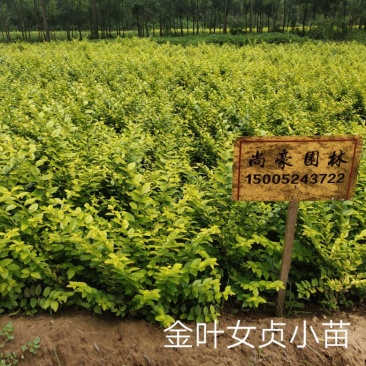 金叶女贞球