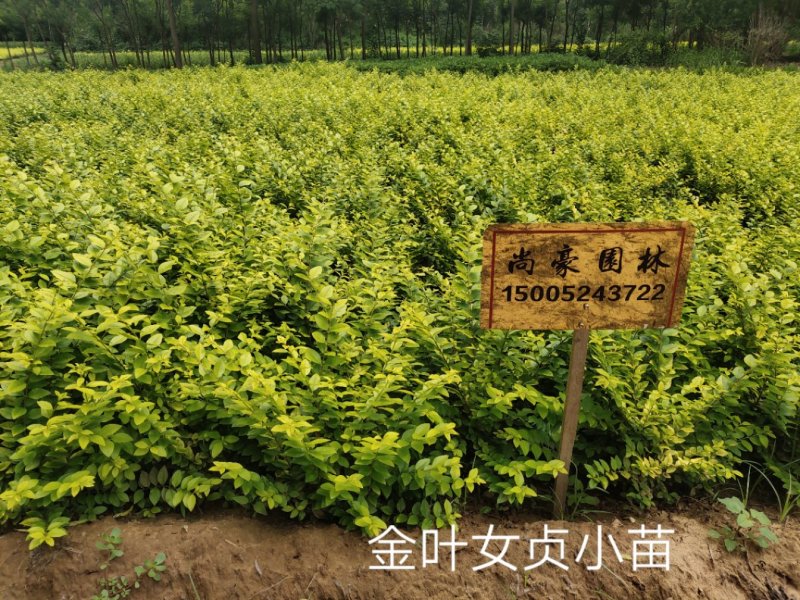 金叶女贞球