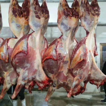 外蒙马肉，活马吊宰，自有加工厂。