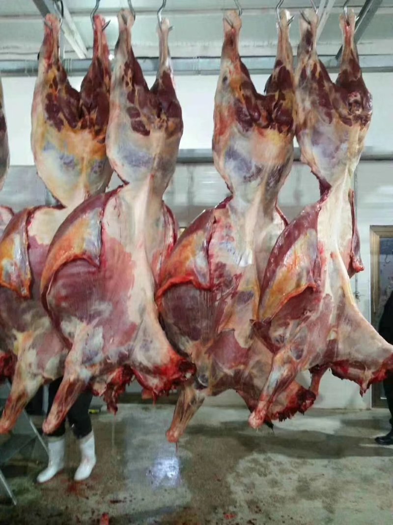 外蒙马肉，活马吊宰，自有加工厂。
