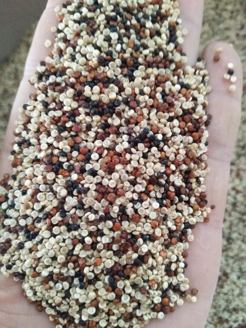 进口三色藜麦精选进口红黑藜麦白藜麦优质配比