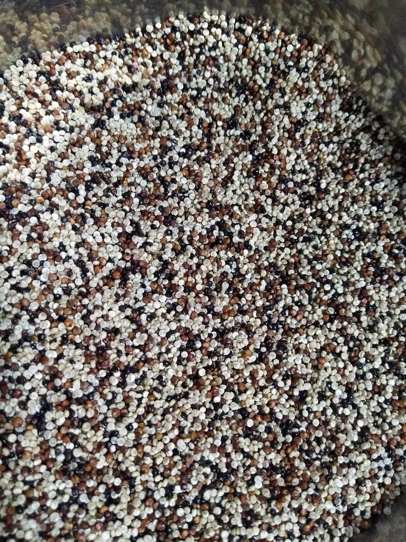 进口三色藜麦精选进口红黑藜麦白藜麦优质配比