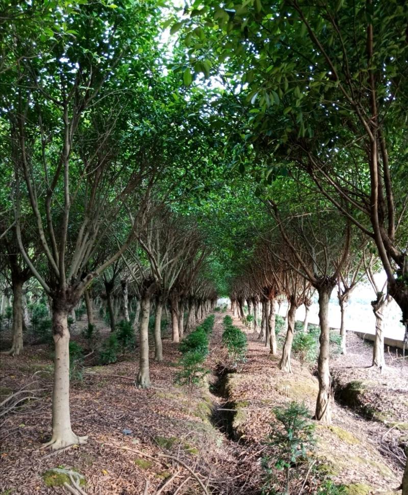 小叶榕榕树大量供应绿化苗木